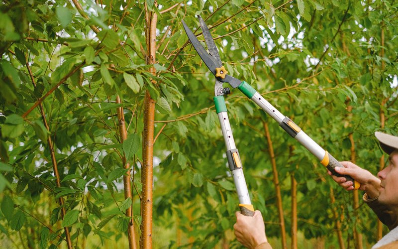 Tree trimming in Holden, UT
